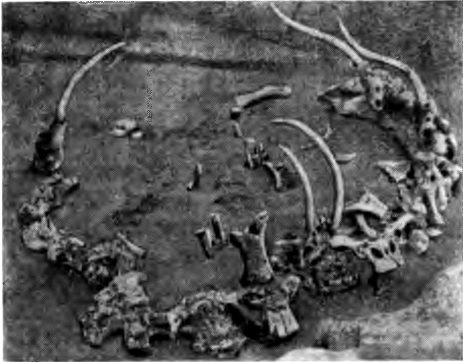 Средний палеолит. Остатки костей, составлявших конструктивную основу палеолитического жилища