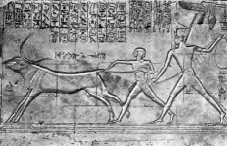 Гробница Сети I. Абидос. Рельеф храма Сети I: ловля буйвола