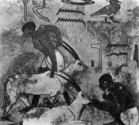 Гробницы знатных вельмож. Гробница Хнумхотепа в Бени-Хасане. Фрагменты росписей: кормление газелей